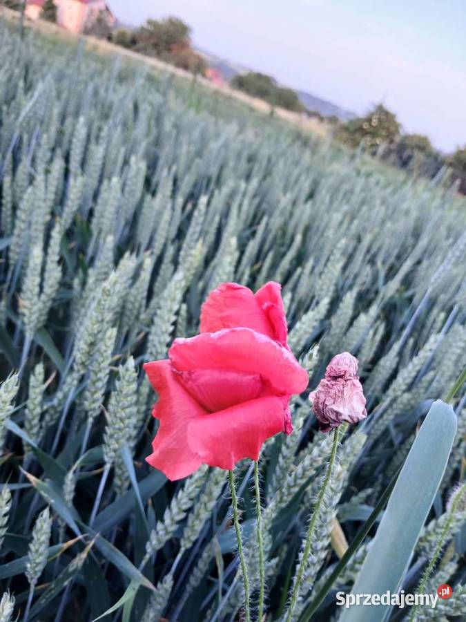 Sprzedam pszenicę pszenżyto Ostrowiec Świętokrzyski sprzedam