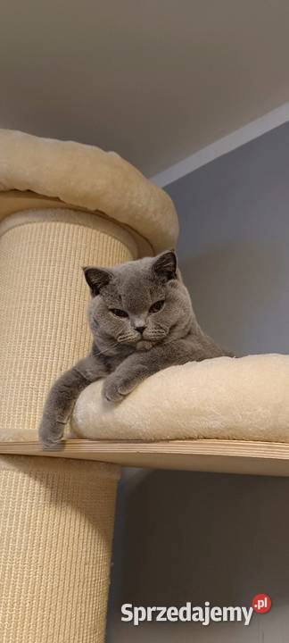 Kotka brytyjska Głogów sprzedam