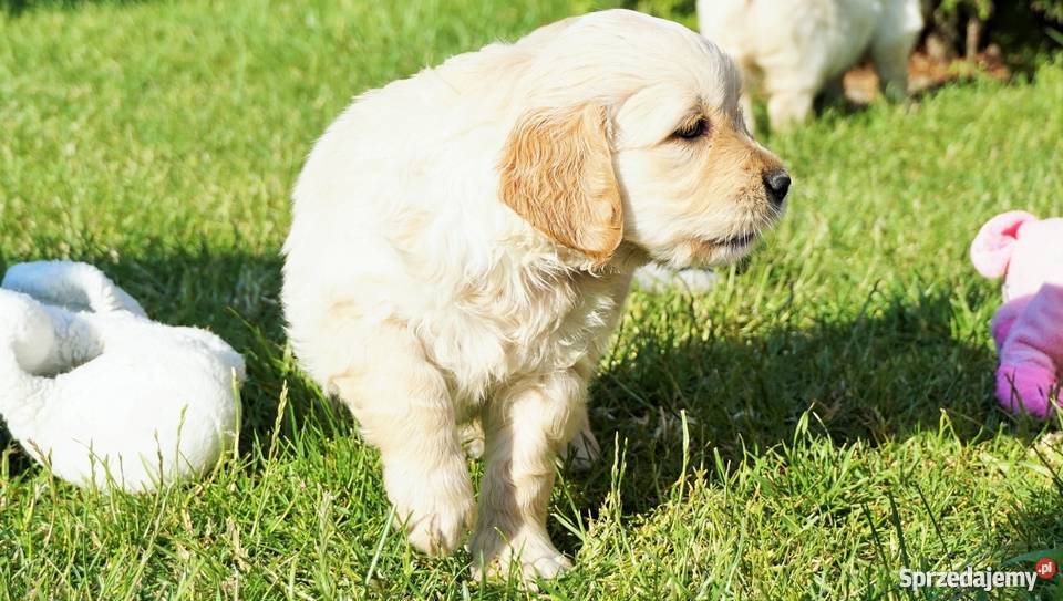 Rodowodowe Golden Retriever goldeny ZKwP FCI