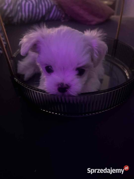 Maltańczyk FCI Rezerwacja podkarpackie