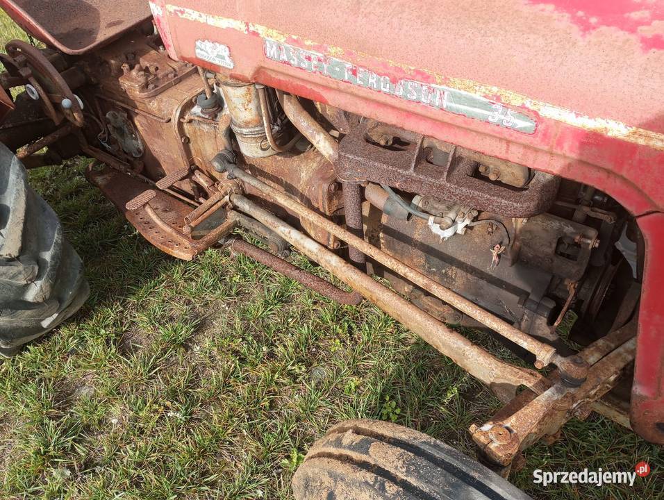 Ciągnik Massey ferguson wielkopolskie Buk