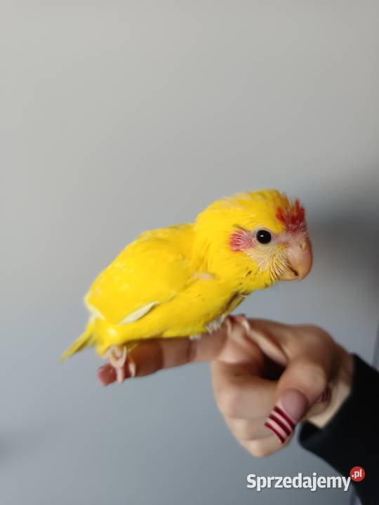 Papuga ręcznie karmiona oswojona