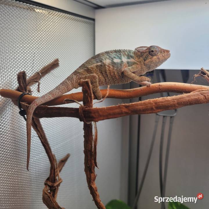 Kameleon lamparci Nosy faly Koszalin