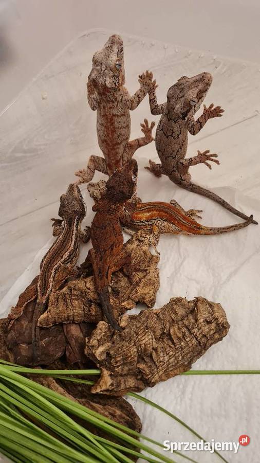 Gekon uszasty gargulcowy Rhacodactylus Bielsko-Biała sprzedam