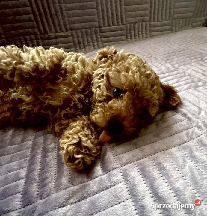 Pudel Toy red chłopiec Pozostałe Solec Kujawski