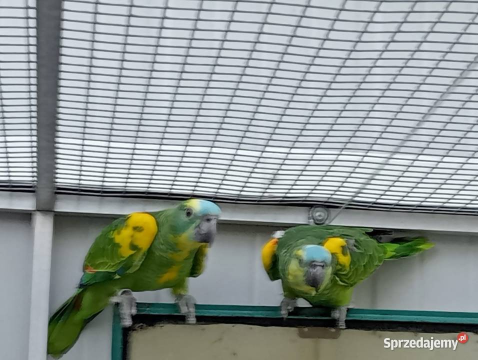 Amazonki niebieskoczelne xanthopteryx małopolskie Dobczyce