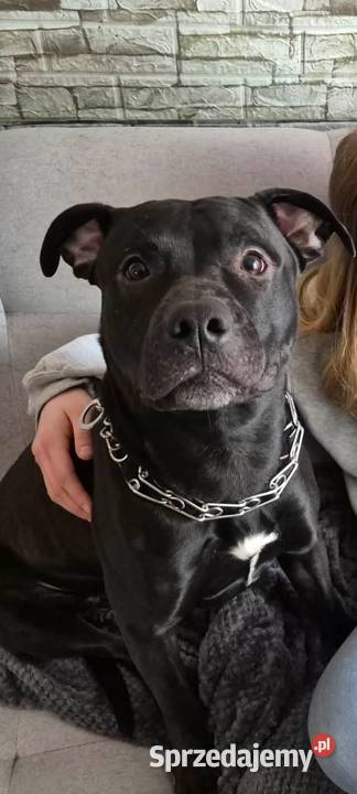 szczeniak american Pitbull terrier Bolesławiec