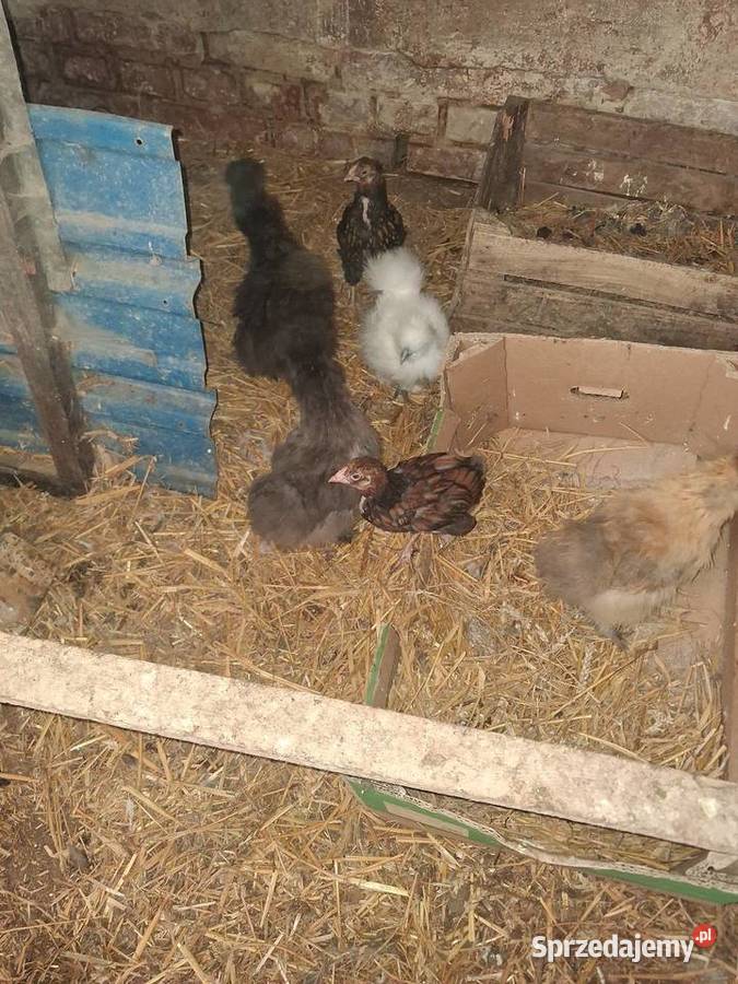 Kurczaki silki I kochin Miękinia