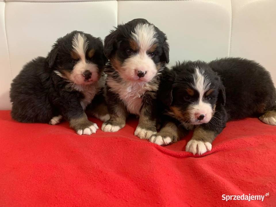 Berneński Pies Pasterski Ciechanów sprzedam