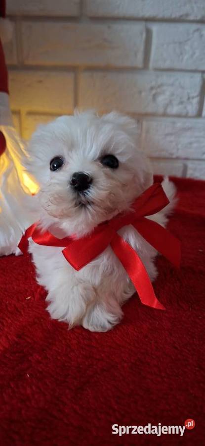 Maltanczyk szczeniak 2 suczki wielkopolskie Gniezno