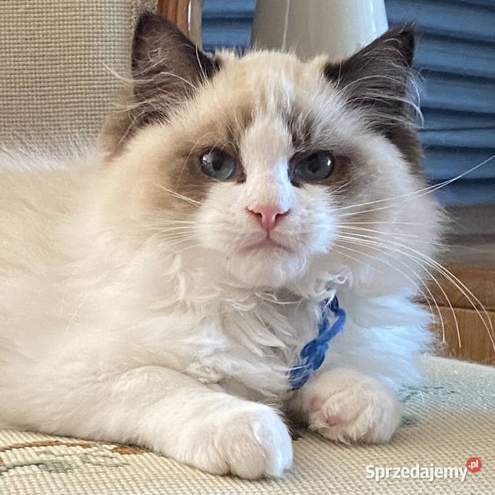 Kotki kocurki Ragdoll FPL Ragdoll Katowice