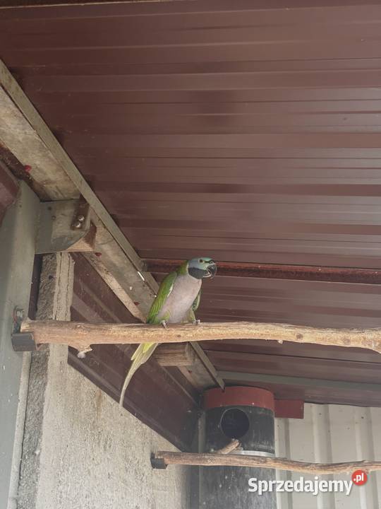 Aleksandretta Chińska samica 2010 wielkopolskie Pakosław