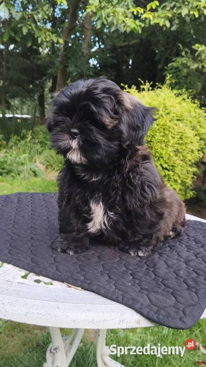ShihTzu suczka Hana Chmielno sprzedam
