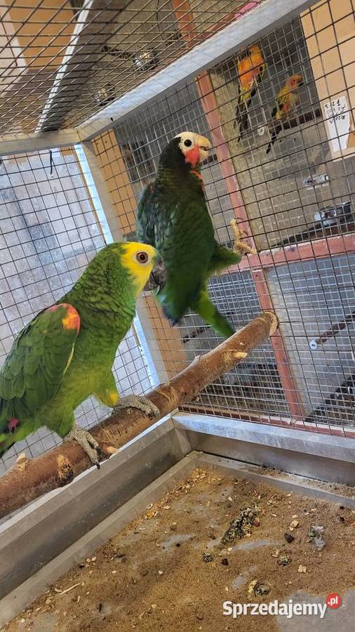 Papugi sprzedam Garwolin