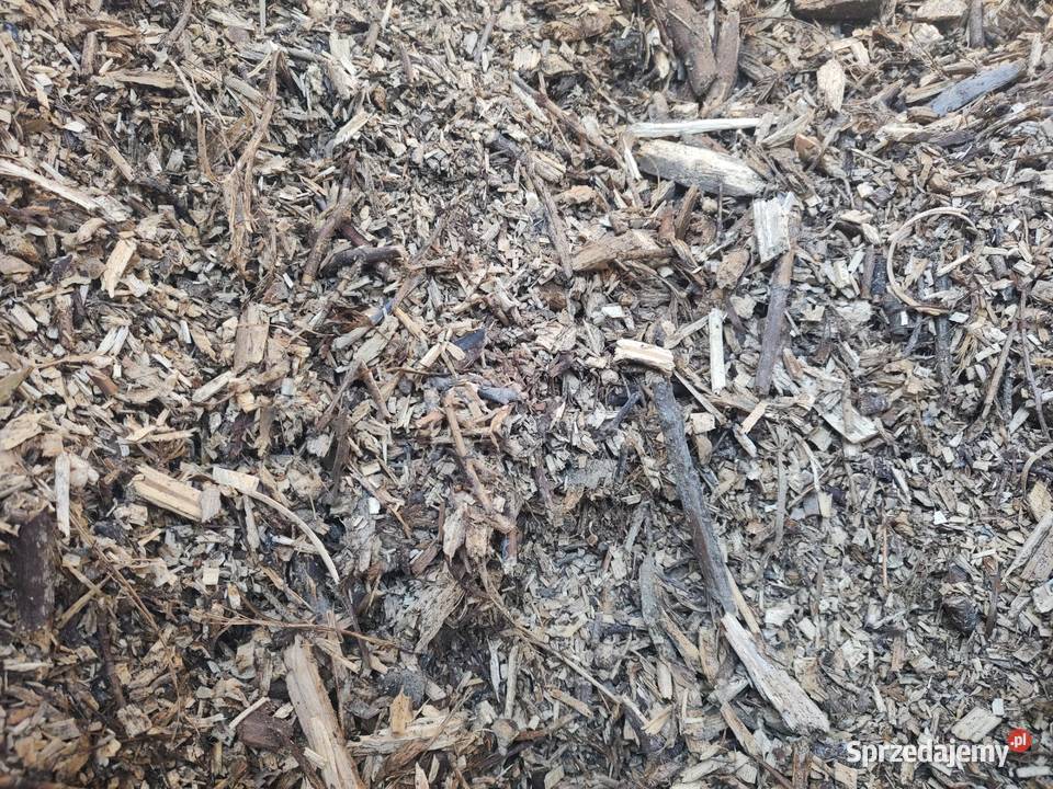 Trociny zrębka warmińsko-mazurskie Olsztynek