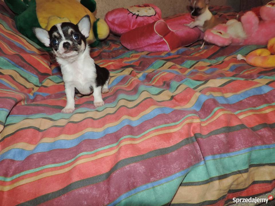Chihuahua Exclusiv XXS piękne słodziaki Kołobrzeg sprzedam