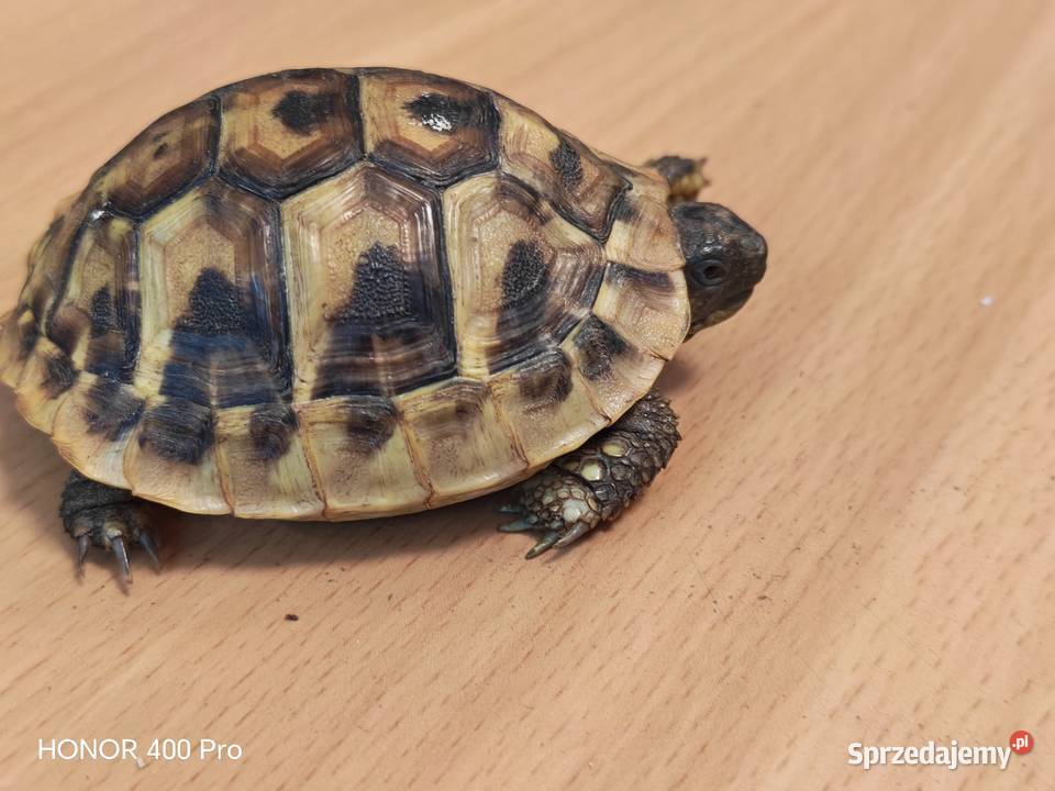 Zółw Grecki z 2025 roku