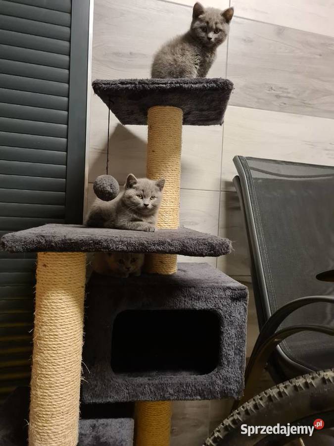 Ostanie dwa kotki Brytyjskie Niebieskie świętokrzyskie Kielce