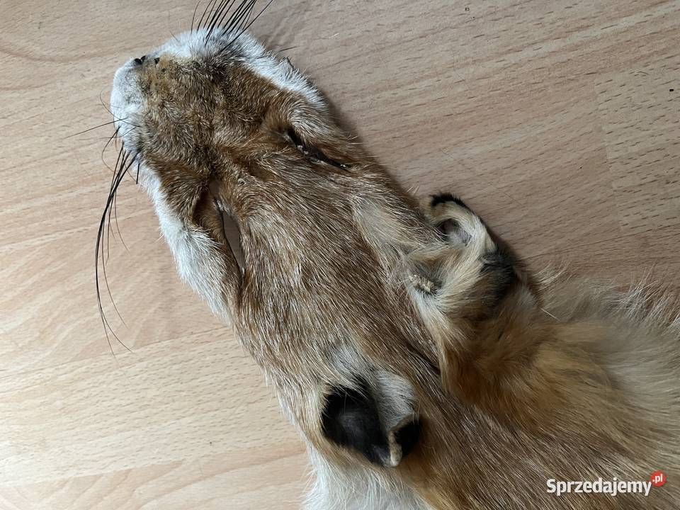 Prawdziwa skóra z lisa garbowana