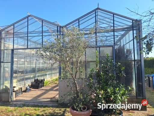 Szklarnia Venlo Krajnik Dolny