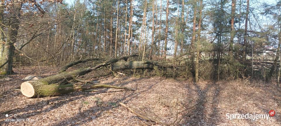 Gałęzie dębowe wycince drzewa dębowego lubelskie