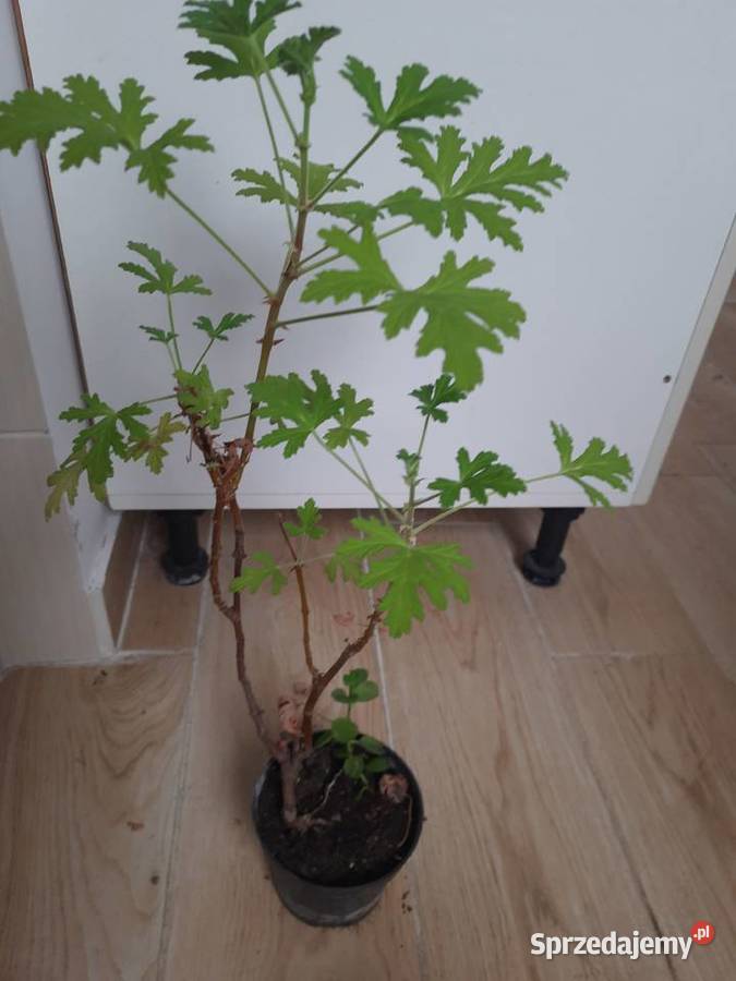 Geranium anginka cytrynka lecznicza roślina w warmińsko-mazurskie Morąg sprzedam
