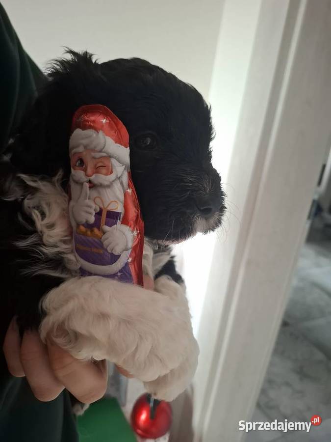 Portugalski pies dowodny szczenięta pieski Makówiec