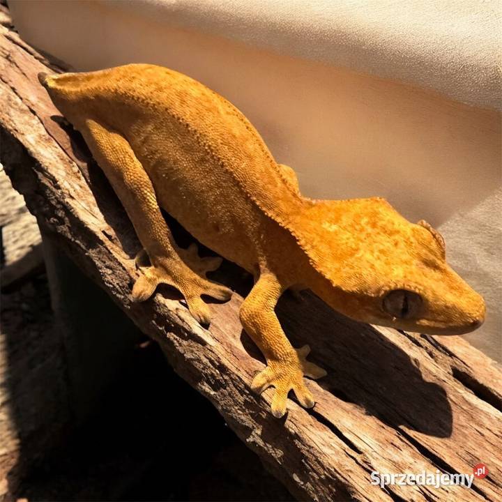 Gekon orzęsiony samiczka Gady i płazy Jastrzębie-Zdrój