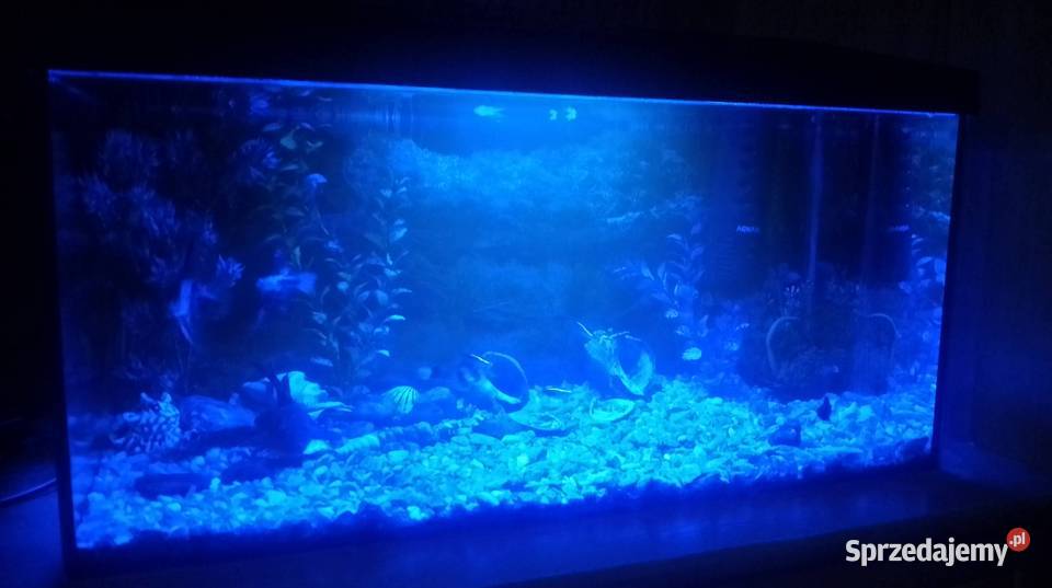 Akwarium aquael 55 litraRybki Czarzyzna