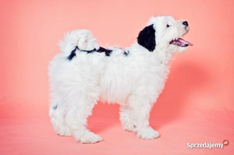 TERIER TYBETAŃSKI SZCZENIĘTA INTERCHAMPIONACH Wrocław