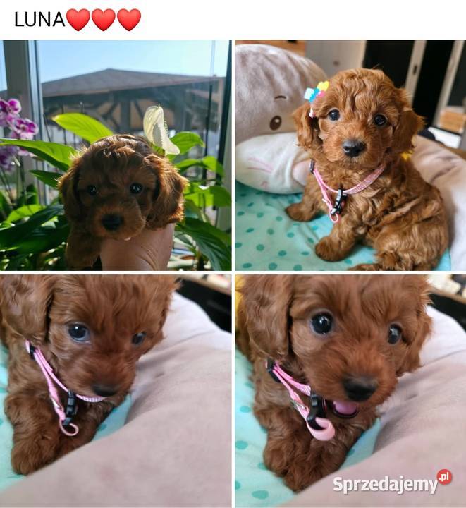 Maltipoo suczka mazowieckie Wyszków