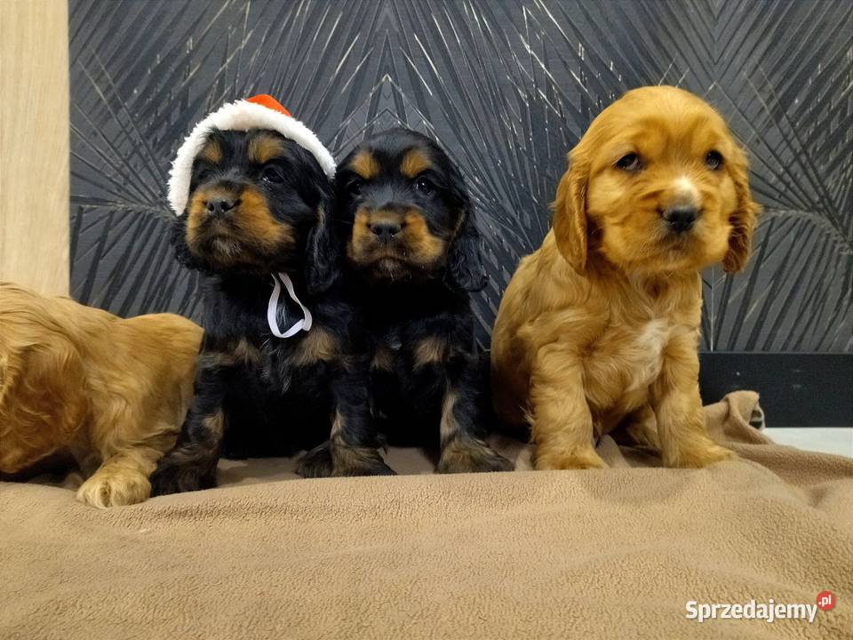 Cocker Spaniel Angielski Radom sprzedam