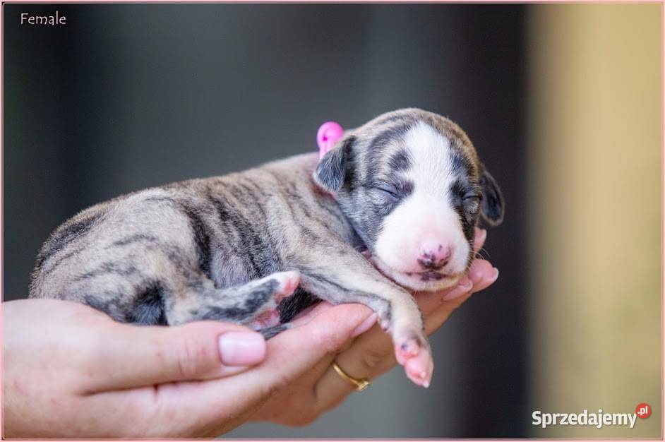 Whippet Chart Angielski Piaseczno