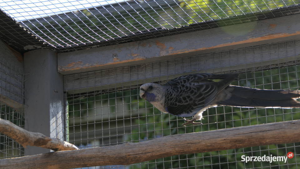 Rozella Królewska Niebieska Ptaki Zelów