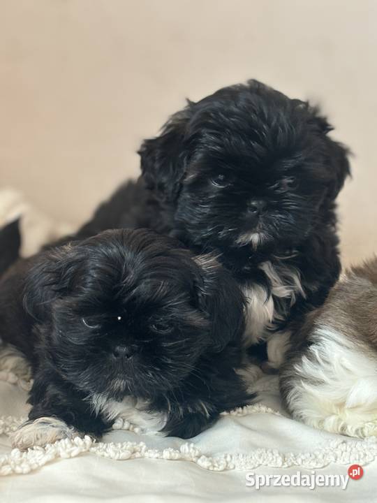 Shih tzu gotowe do odbioru Żmigród sprzedam