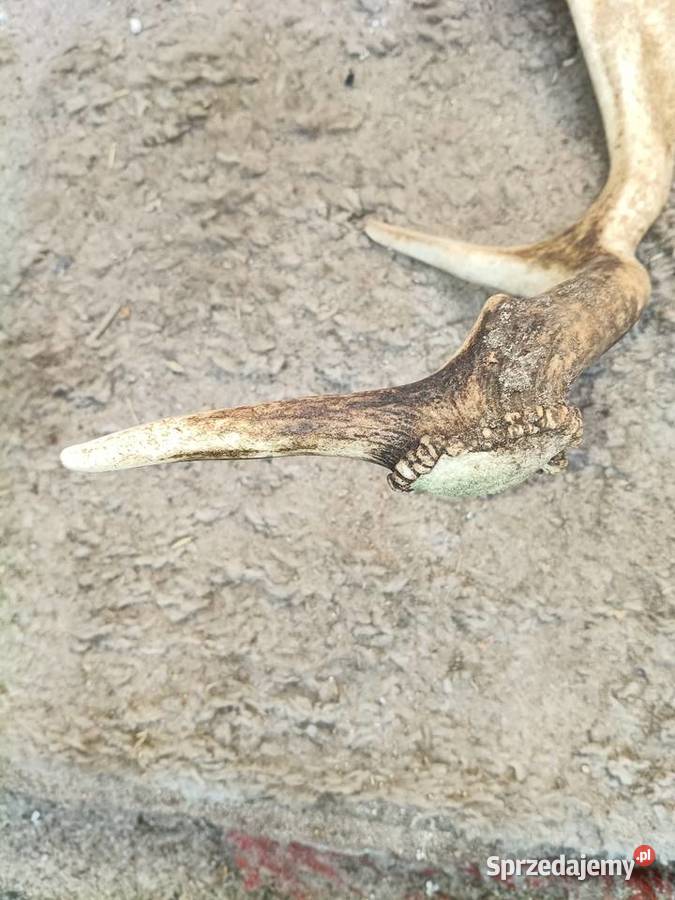 Sprzedam rug kujawsko-pomorskie Wąbrzeźno sprzedam