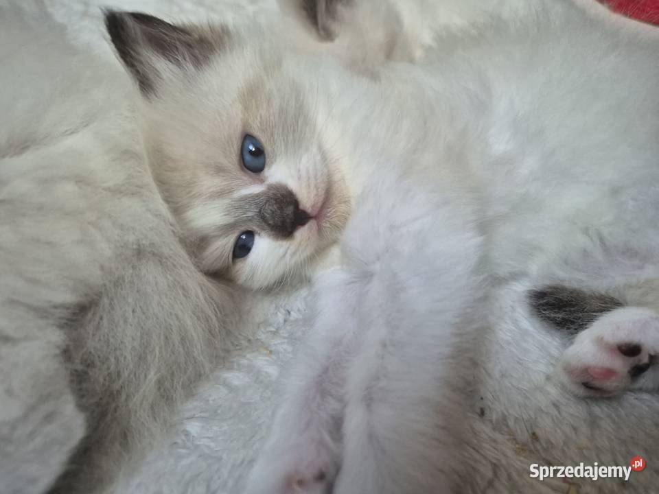 Kocięta Ragdoll Rodowód wyprawka śląskie Lędziny