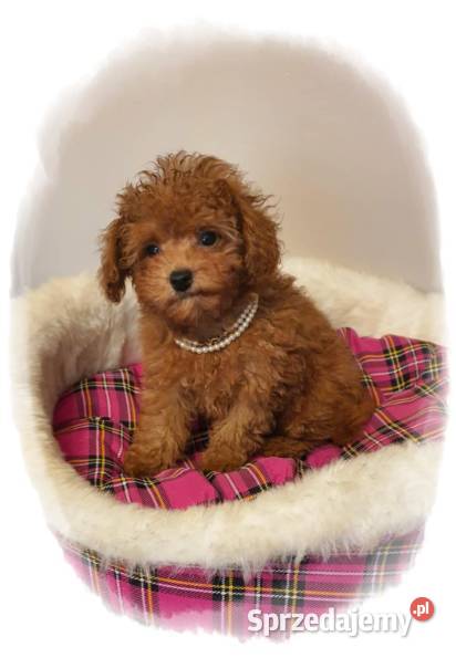 Malutki pudelek red Teddy 100 Toy Pozostałe