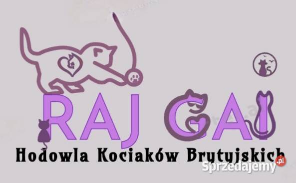 Kotki brytyjskie z rodowodem blue i liliowy podlaskie Brańsk