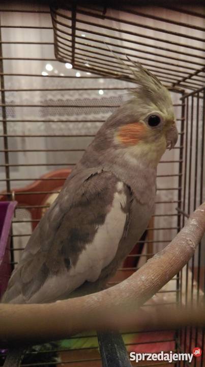 Papugi Nimfy TarczynWarszawa Tarczyn sprzedam
