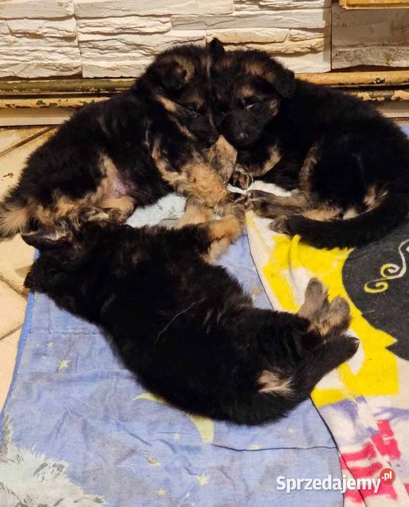 Szczeniaczki Rasy Owczarek Niemiecki długowłosy Niemodlin
