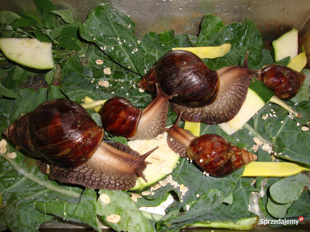 Ślimaki lądowe olbrzymy Achatina fulica