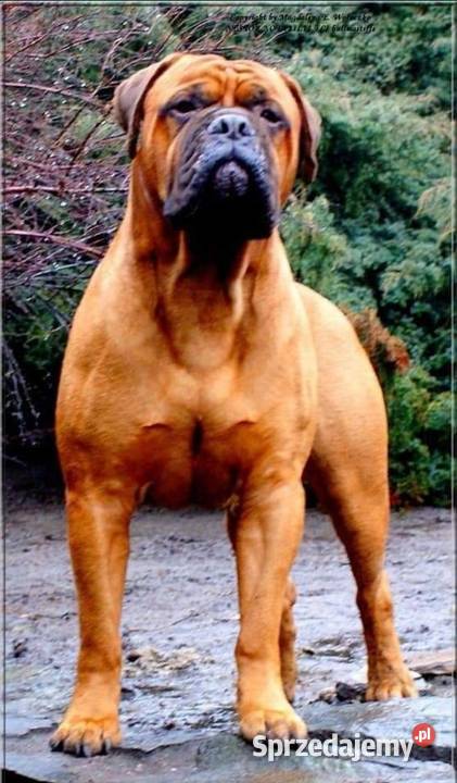 Bullmastiff zapowiedź miotu Psy Lublin