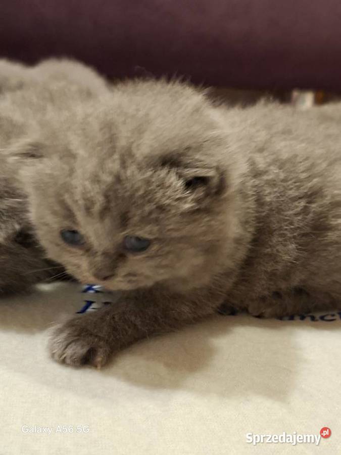 Kotka Brytyjska niebieska krótkowłosa Świebodzin