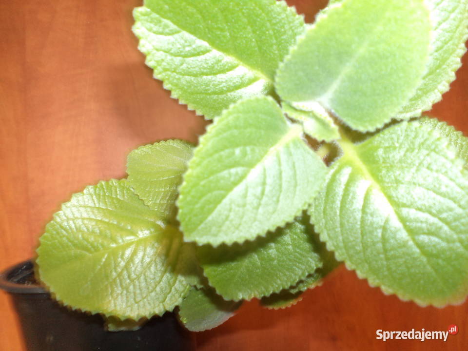 Męta meksykańska roślina doniczkowa Warszawa