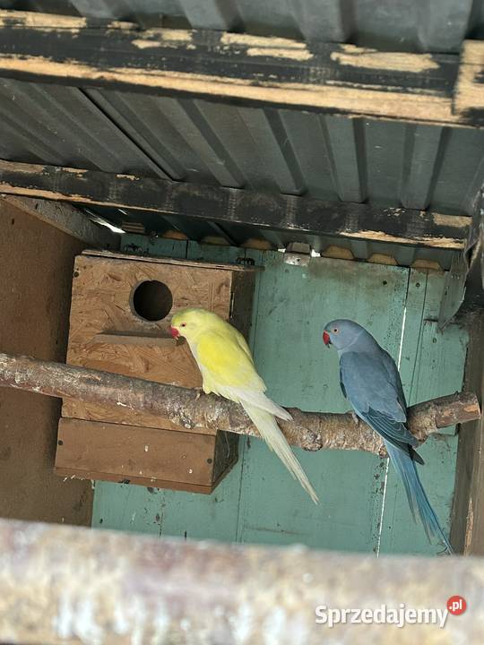 Aleksandretty obrożne różne mutacje małopolskie Skała