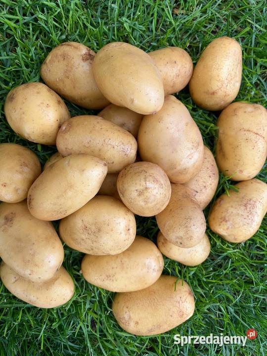 Ziemniaki Soraya podkarpackie Kliszów