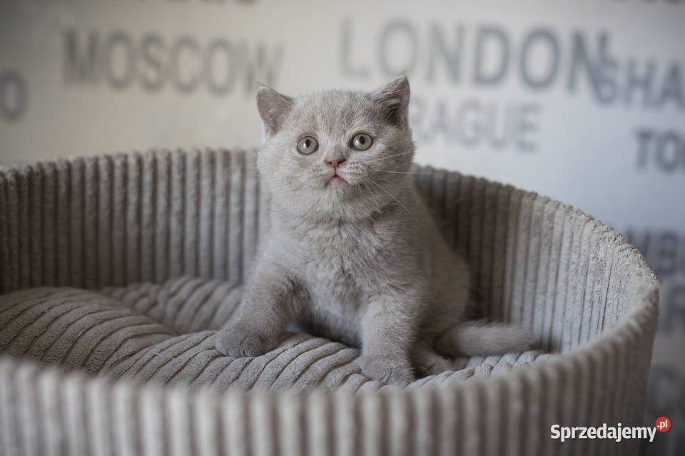 Brytyjski Krótkowłosy Krótkowłosa Płowa Tęczowy wielkopolskie
