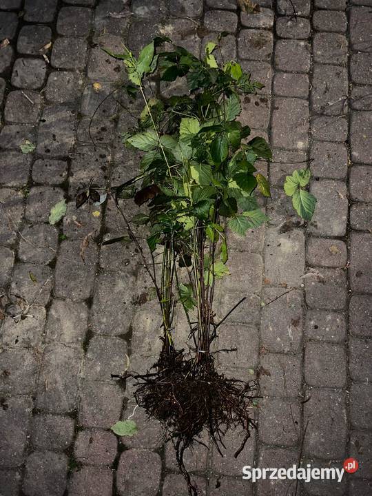 Jeżyna popielica sadzonki Jasło