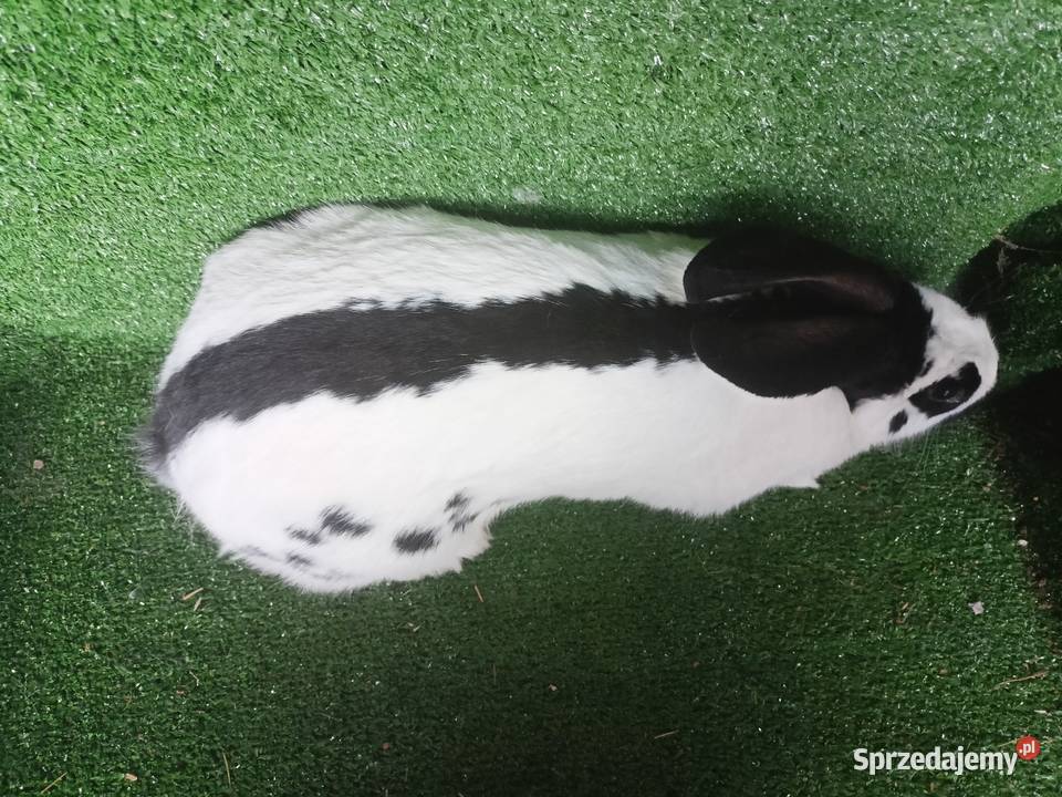 Samica srokacz Więcbork